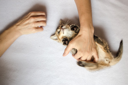 person plays with his hands with a nice fluffy kitten British golden chinchilla ticked