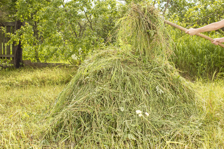 Person holding in his hands the old pitchfork and adds the dry grass in the haystack, in the vegetable garden, against a background green bushes and a fenceの写真素材
