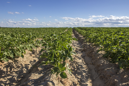 Potato Field in rural landscape against the backdrop of blue sky and cloudsの写真素材