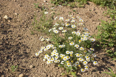 Beautiful flowers of daisy grows on the sand under the hot sun, summer dayの写真素材