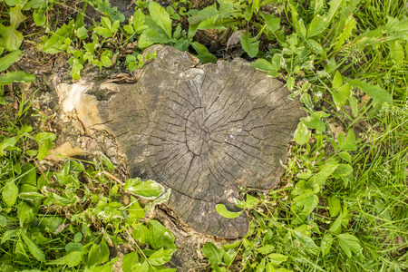 Old a tree stump with growth rings in the flowers clover and green grass, a warm summer dayの写真素材