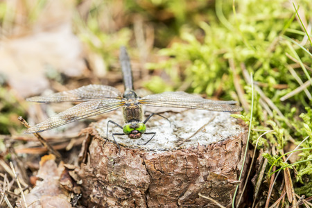 Beautiful dragonfly sits on the small of pine tree stump in the forest close upの写真素材