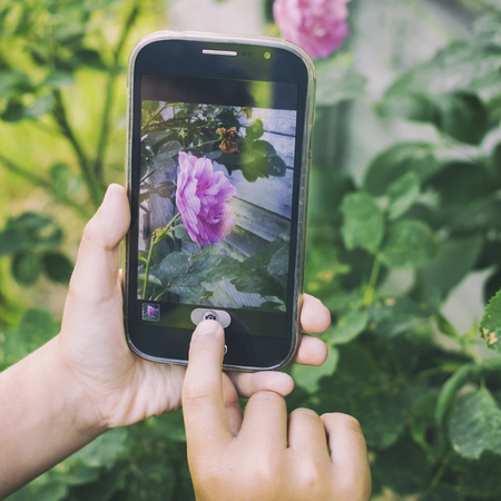 Child using hand takes pictures on cellphone red rose at sunset, on the background of greenery