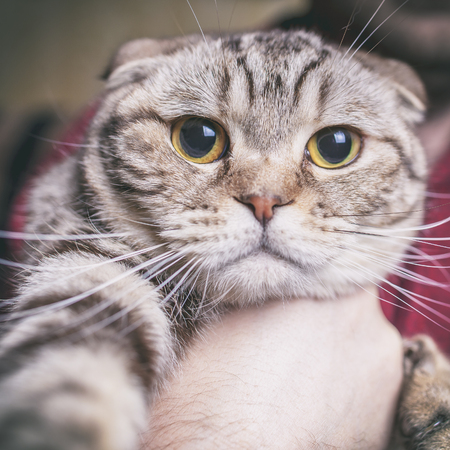 serious cat makes selfie photoの写真素材