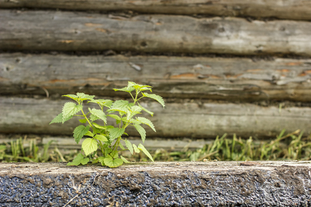 Young green nettle grew by old log on the background wooden wall outdoorsの写真素材