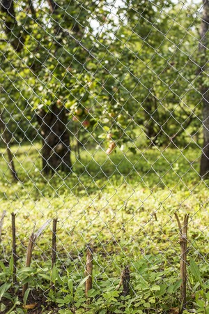 Steel wire mesh fence in the background apple garden in a villageの写真素材