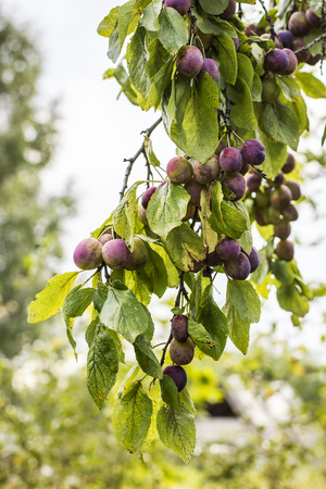 Plum tree with ripening fruit overcast summer dayの写真素材