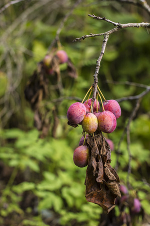 Plum tree branch with ripening fruit a withered closeupの写真素材