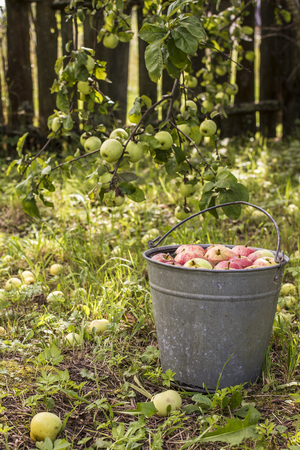 apples lying in the water in a metallic bucket standing on the a background branches of with apples in the gardenの写真素材