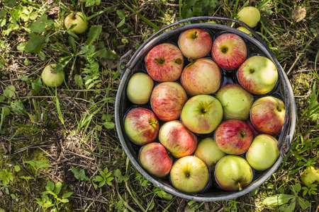 apples lying in the water in a metallic bucket standing on the green grassの写真素材