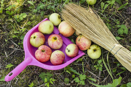 apples are collected in the scoop with a broom in a gardenの写真素材