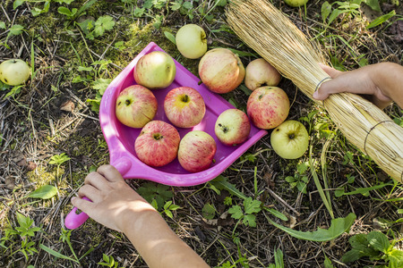 Child collect apples in a scoop with a broom in a gardenの写真素材