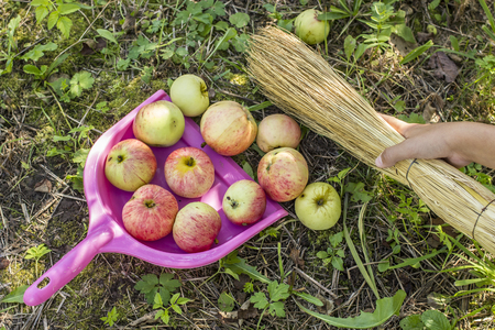 Child collect apples in a scoop with a broom in a gardenの写真素材