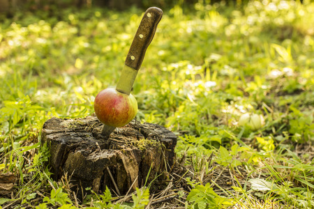 Knife stuck a in a fresh apple and inserted into the moldering stump in the garden outdoorsの写真素材