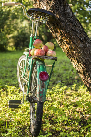 Ripe apples lie on luggage carrier of an old bicycle which stands in a garden in the countrysideの写真素材