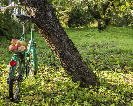 Ripe apples lie on luggage carrier of an old bicycle which stands in a garden in the countrysideの写真素材