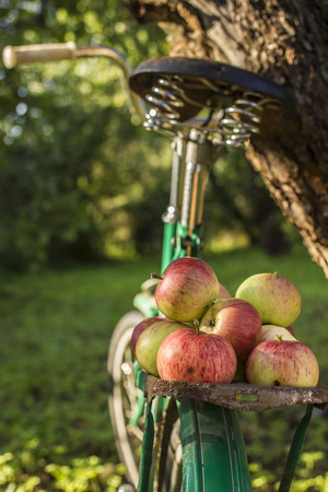 Ripe apples lie on luggage carrier of an old bicycle which stands in a garden in the countryside close-upの写真素材