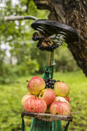 Ripe apple and chokeberry lie on luggage carrier of an old bicycle which stands in a garden under the rain in the countryside close-upの写真素材