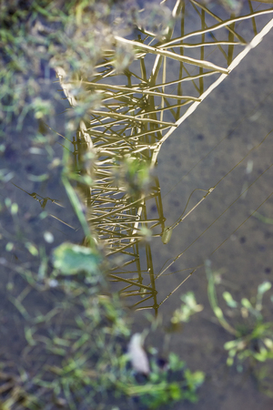 power lines was reflected in a puddle on a rural road summer dayの写真素材