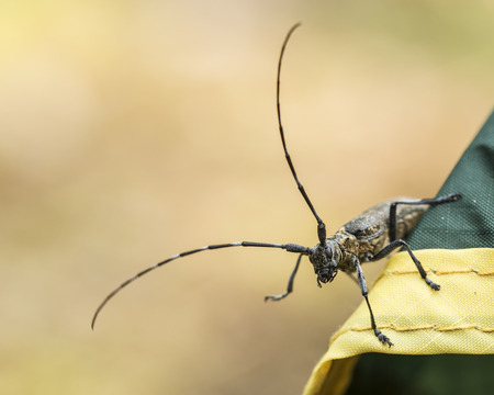 Black beetle barbel outdoors close up. Macroの写真素材