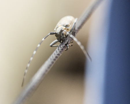 Black beetle barbel outdoors close up. Macroの写真素材