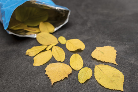 Yellow autumn leaves scattered from an open pack of potato chips.の写真素材
