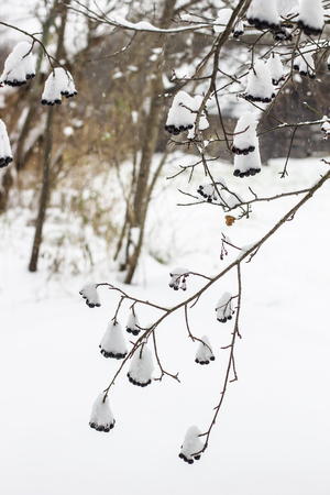 Aronia is covered with a first with fluffy snow a garden in rural areasの写真素材