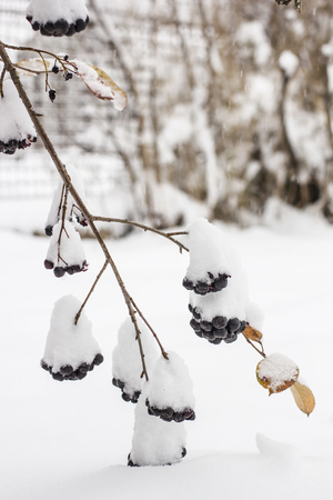 Aronia is covered with a first with fluffy snow a garden in rural areasの写真素材