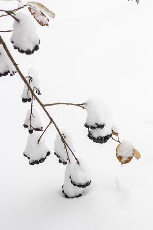 Aronia is covered with a first with fluffy snow a garden in rural areasの写真素材