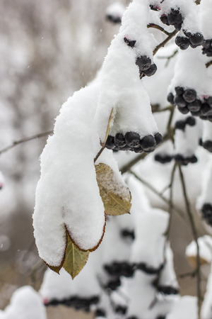 Aronia is covered with a first with fluffy snow a garden in rural areasの写真素材