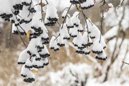 Aronia is covered with a first with fluffy snow a garden in rural areasの写真素材