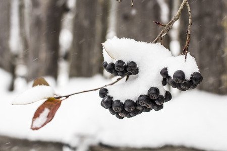 Aronia is covered with a first with fluffy snow in rural areas on a background of the old wood fence close-upの写真素材