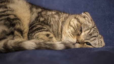 Scottish cat trying to to fall asleep, as a man on the blue sofa, close-upの写真素材