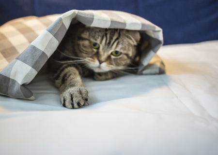 Scottish cat has hidden under the checkered blanket and pulled a playfully clawed his paw, close-upの写真素材