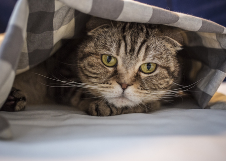 Scottish cat has hidden in fright under the checkered blanket, close-upの写真素材