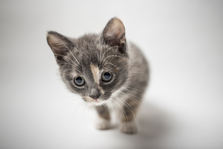 Little a curious the kitten tricolor on white background, close-upの写真素材