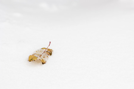 Yellow dry leaf of a mountain ash lying on the white snow with space for textの写真素材