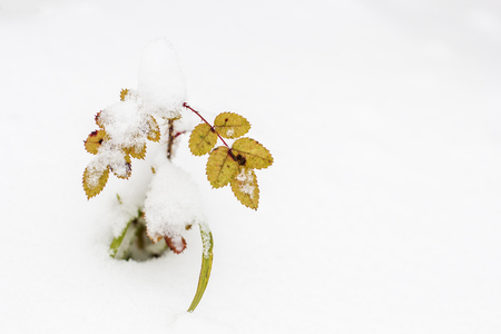 Small the bush a rose under first snow close upの写真素材