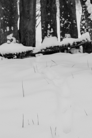 Pathway cat traces in snow leads to an old wooden fence in rural areasの写真素材
