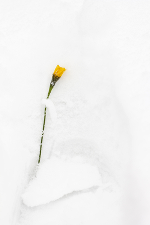 Frozen yellow flower is in traces of human shoes on the snowの写真素材