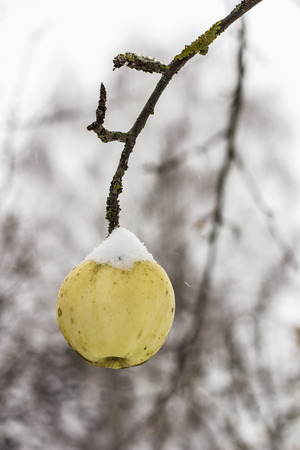 A ripe apple on a tree, apparently, the last of the season, covered with first snow close upの写真素材