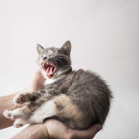 Small a sleepy kitten lies on a the hands of man and yawns. Close-upの写真素材
