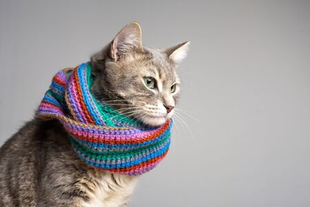 Cute cat in colored knitted scarf ready for the cold autumn and winter, sad look in sroronu beautiful, green eyes, with copy space.の写真素材