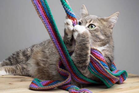 Lazy, fat cat lies on a wooden table and plays with a knitted, multi-colored scarf.の写真素材