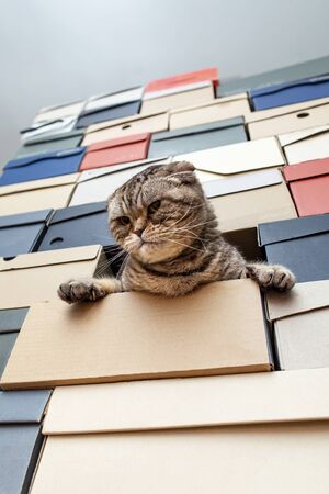 Disgruntled cat Scottish Fold climbed into a pile of folded shoe boxes and looks angrily.
