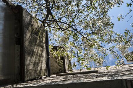 View from the window of a residential building on a beautiful blooming cherry, Prunus subg. Cerasus, with white flowers, against the blue sky. Picture was taken from the bottom up.の写真素材
