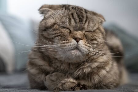 Beautiful, cute cat Scottish Fold is resting, she closed her eyes and is dozing, lying on a soft...