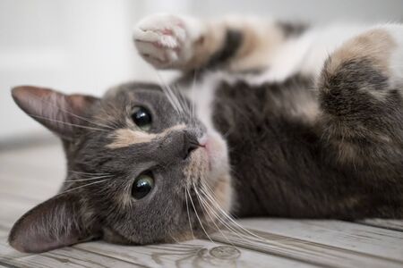 Cute, small cat enjoys lying on a warm tiled floor, on a blurred background. Close-up.の写真素材