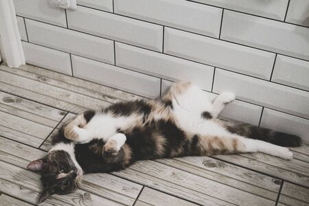 Cute, small cat is lying on his back amusingly, enjoying and dozing on the warm tiled floor in the...