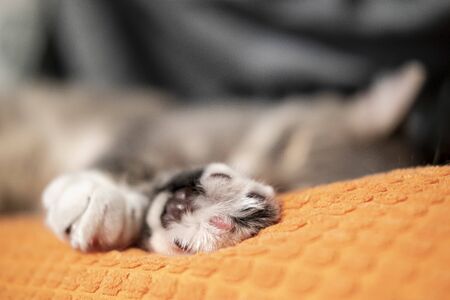 Soft, fluffy paws of a cat that sleeps on an orange pillow, close-up.の写真素材